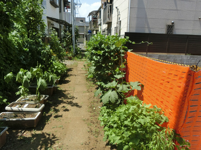 現地（位置指定道路側から南西側私道部分を撮影）